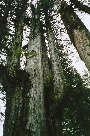 large tree